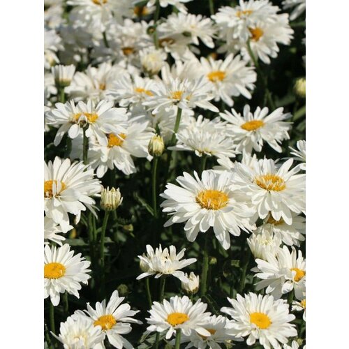 ���� ������ ������� ������� ������ ����������� (������� ����������), 25 ����, ������ �� 400 ���