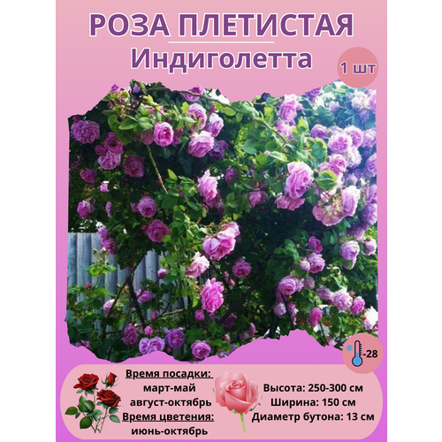 ���� ���� ��������� �����������, ����������� �����, ������ �� 450 ���