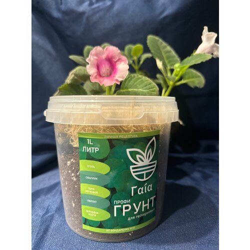 ���� ����� ��� �����������, ����� ��� ������, ������ �� 390 ���