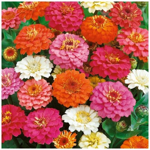 ���� ������ ������ ������ ��������� 45 ��., ������ �� 250 ���