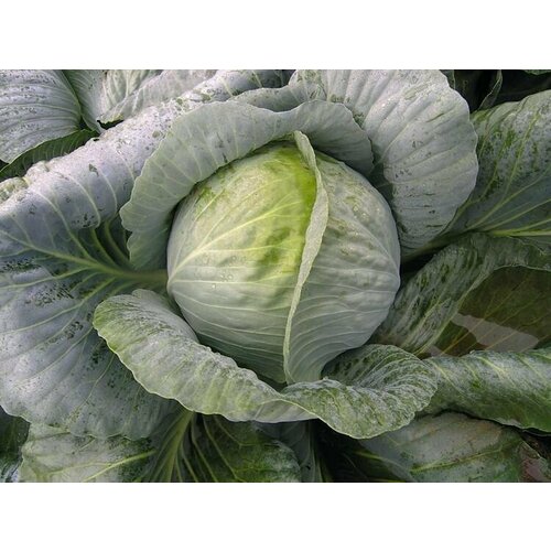 ���� ������ ������� �/� ��������� F1, ������ �� 107 ���