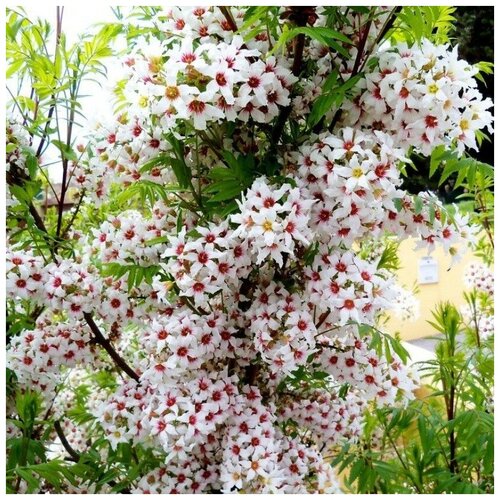 ���� ������ ������ �������� ���� 5 ��., ������ �� 400 ���