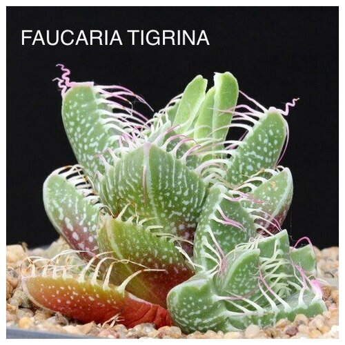 ���� �������� �������� ����� ��� �����������, ������ �� 589 ���