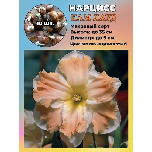 ���� ������� ��������, ����������� ���������� �����, 10 ��., ������ �� 1100 ���