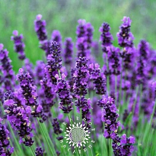     (. Lavandula angustifolia) 50    -     , -, 