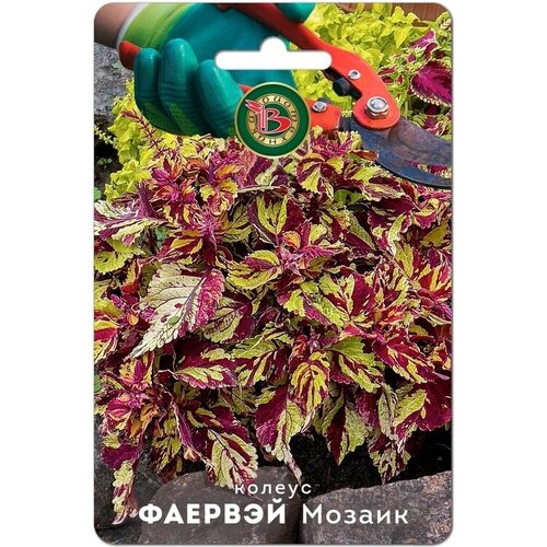 ���� ������ ������� �����-����������� 