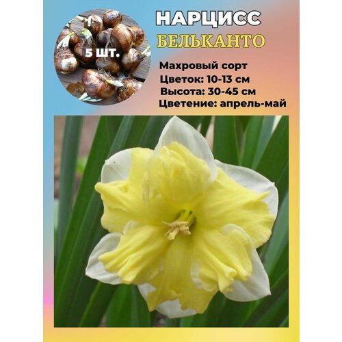 ���� ������� ��������, �������� 5 ����, ������ �� 550 ���