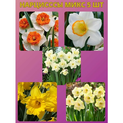 ���� �������� ����������� �����, �������� 5 �� ����10, ������ �� 450 ���