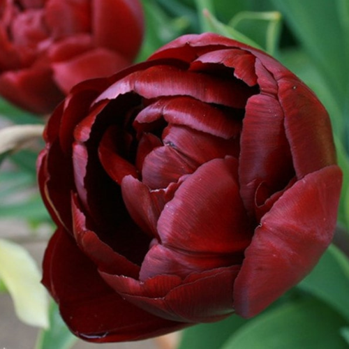 ���� ������� ���� ��� (5 ��), ������ �� 420 ���