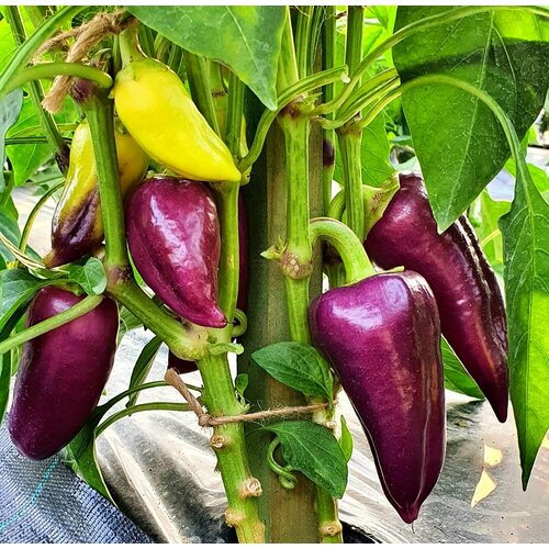 ���� ������ ����� ������� ������� ���� ( Big Daddy) / Seeds And Goods / � �������� zip-lock ��� ���������� 15 �����, ������ �� 249 ���