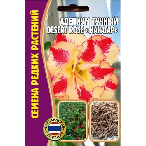    Desert rose MAHATAP (1  * 3 )  ,   520 