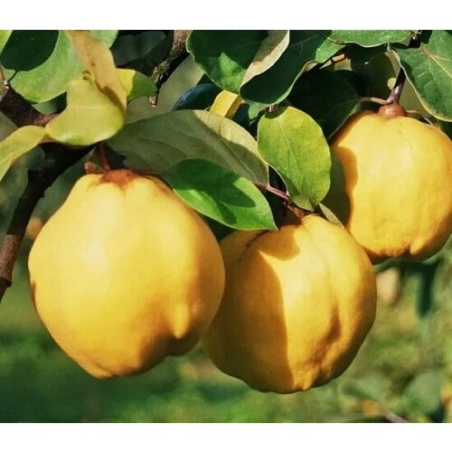 ���� ������� ���� ���� ������, ������ �� 700 ���