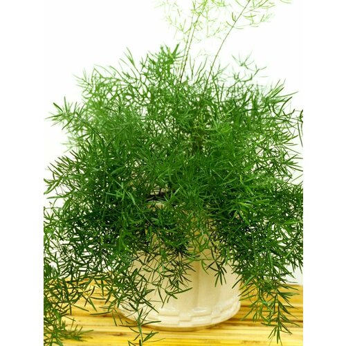     (Asparagus aethiopicus), 5 ,   420 