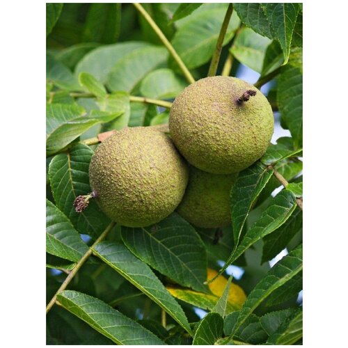 ���� ������ ���� ������ ������������� (Juglans nigra), 5 ����, ������ �� 500 ���