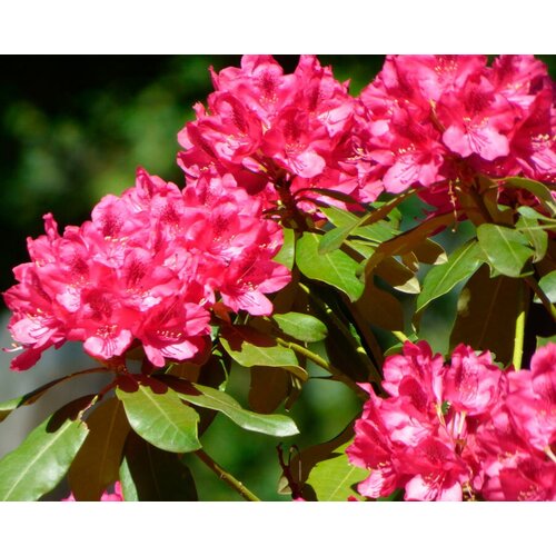    (. Rhododendron ponticum)  25,   348 