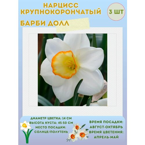 ���� ������� ����� ���, ����������� �����, �������� 3 ��, ������ �� 360 ���