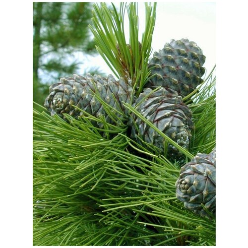     (Pinus sibirica), 350 ,   1350 