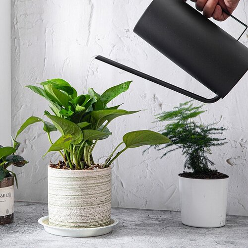 ���� ����� ��� ������ � �������� �� ����������� �����, 1.5 ����� ������, ������ �� 2999 ���