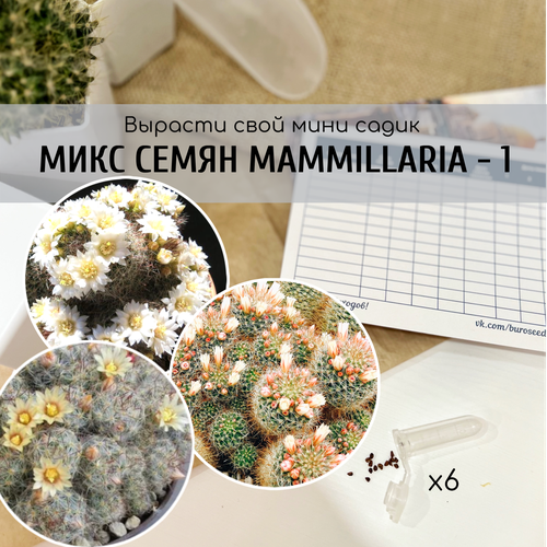       (: Mammillaria crinita v. Seideliana prolifera / zeilmanniana v albiflora )    ,   370 