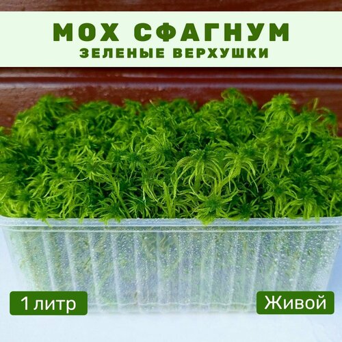 ���� ��� ������� ������ ������ ��� ��������, 1 ����, ������ �� 526 ���