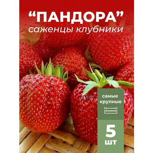 ���� �������� ����� ������������� ������� �������/��������� �������� 5 ��, ������ �� 799 ���