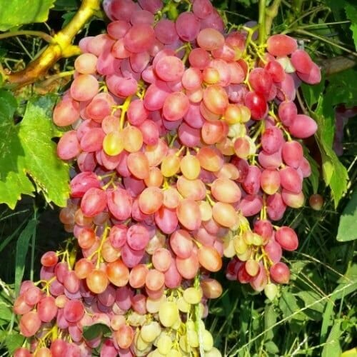 ���� �������� ������ �������, ������ �� 1499 ���