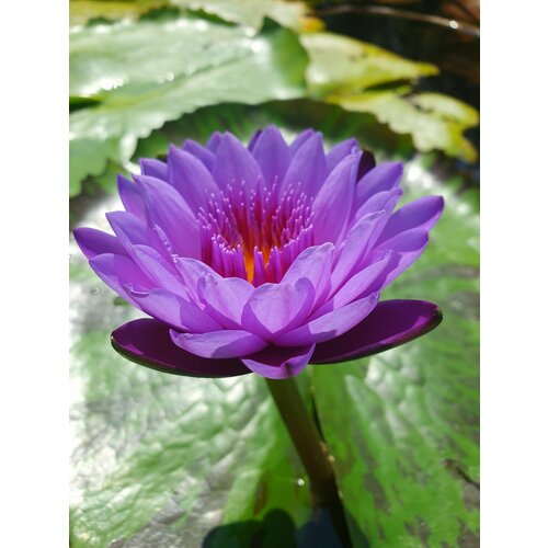 ���� ������ ��� �����. ������ ��������/������ ����������� (100 ��), ��������� �����, ������ �� 600 ���