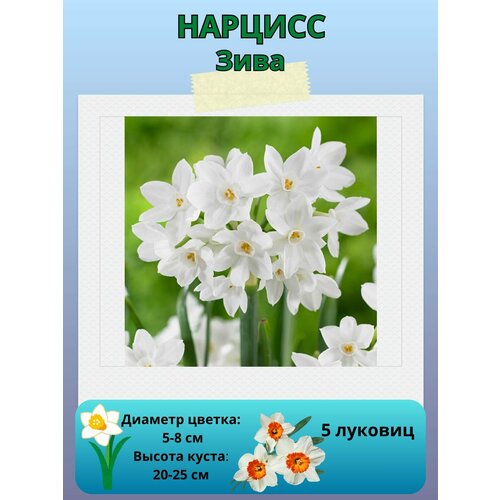 ���� ������� ����, ����������� �����, �������� ��� ������� 5 ��, ������ �� 450 ���