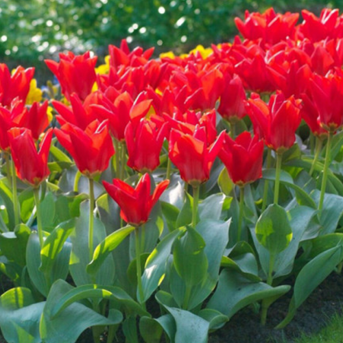 ���� �������� �������� MADAM LEFEBER ( 5 �� ), ������ �� 395 ���