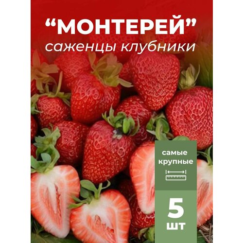 ���� �������� ����� ������������� �������� �������/��������� �������� 5 ��, ������ �� 799 ���