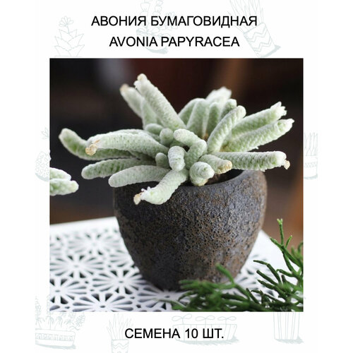 ���� ������ ������������ ������ 10 ��., ������ �� 569 ���