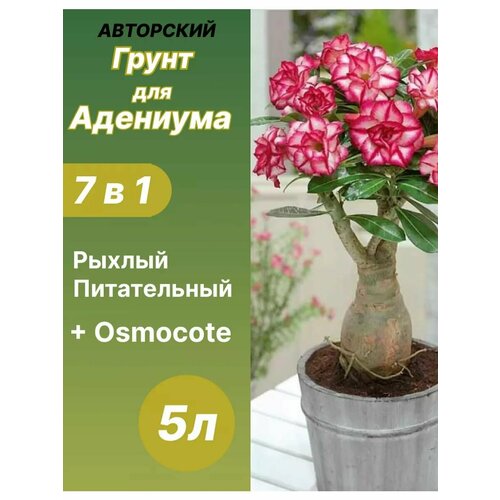 ���� ����� ��� �������� 5 � �������, ������ �� 640 ���