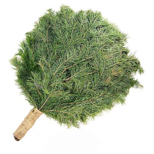 ���� ����� �� ����� ������ 2024, ������ �� 895 ���