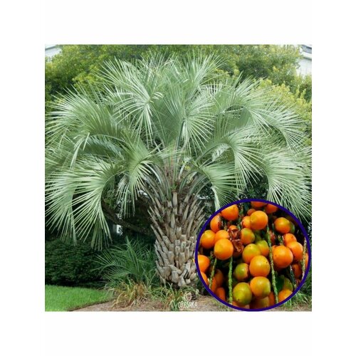 ���� ������ ������ ����������� (����� ����������) 1 ��., ������ �� 350 ���