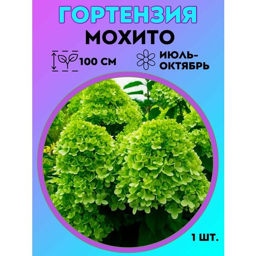 ���� ��������� �����������, ������� 1 �����, ������ �� 550 ���