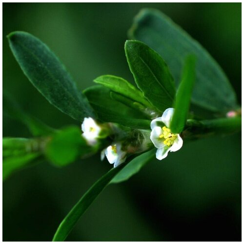 ���� ������ ������ ������ ������, ����� ������ 100 ��., ������ �� 270 ���