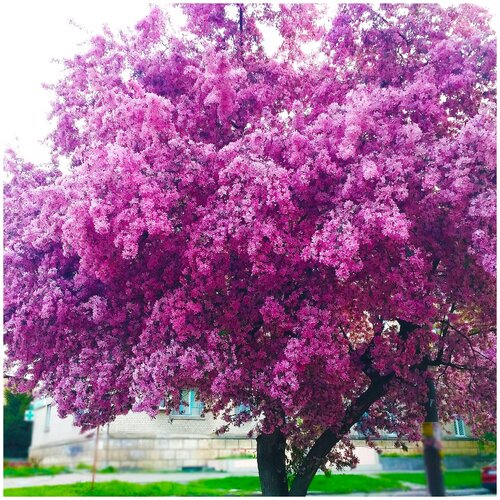 ���� ������ ������� ������, ������, 5 ��, ���������, ������������ ���� ������, ������ �� 370 ���