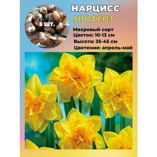 ���� ������� ��������, �������� 5 ����, ������ �� 550 ���