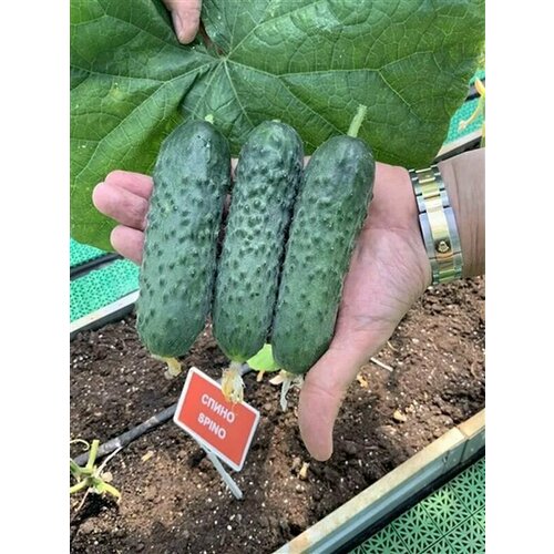 ���� ������������� ������ ������ ����� F1/, ������ �� 102 ���