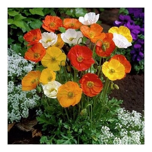 ���� ��� (�������) �������������� (����������) ���������, ����� 0.05 ������ ����� ������� ������, ������ �� 207 ���