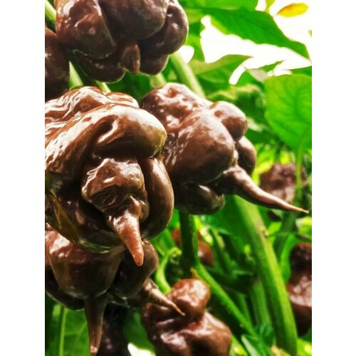 ���� ������ ������ ����� Odino choco, 5 ����, ������ �� 420 ���