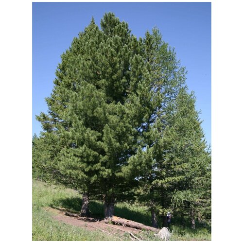     (Pinus sibirica), 120 ,   950 