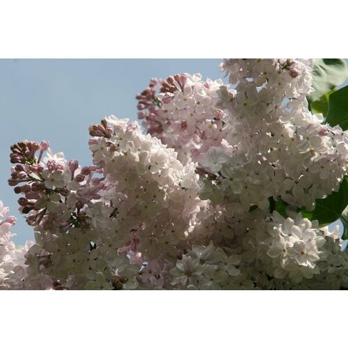 ���� ������� ������ ������������ ������� ( 2 ���� , �3,5 , 20-40 �� ), ������ �� 1597 ���