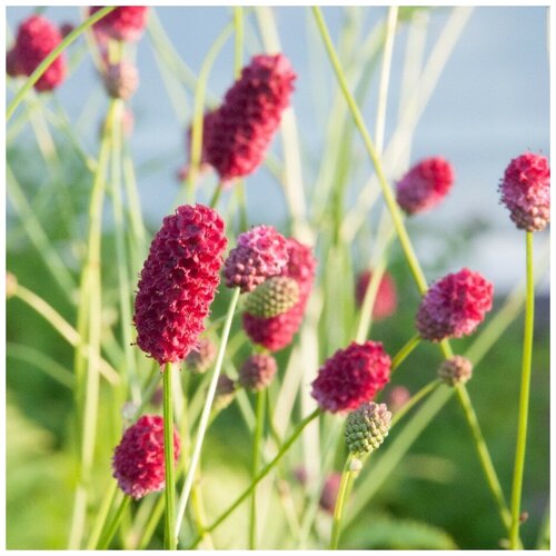 ���� ������ ������ ����������� ������������� 30 ��., ������ �� 350 ���