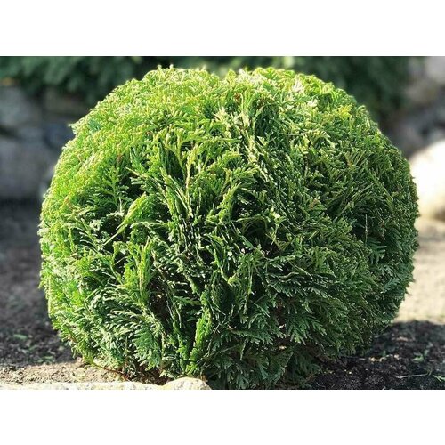 ���� ������ ��� ���������� ������ 30 ����� + ������� ��� ����� 30 �����, ������ �� 550 ���