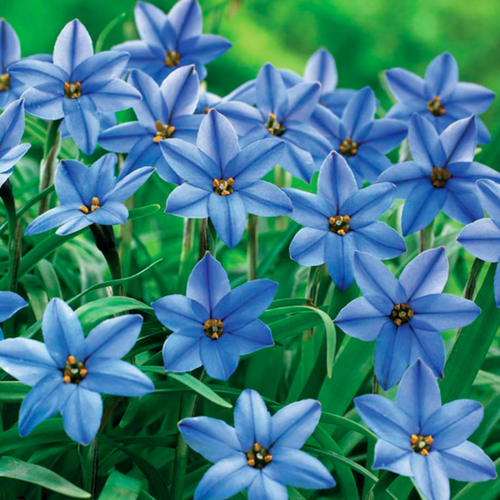   , hipollino flowers,  JESSIE (10 ),   345 