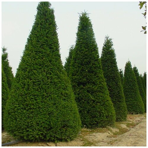 ���� ������ ������ ������� ������������� ����������� 50 ��., ������ �� 350 ���