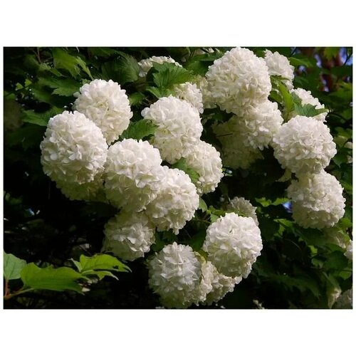 ���� ������� ������ ���������, ������ �� 950 ���