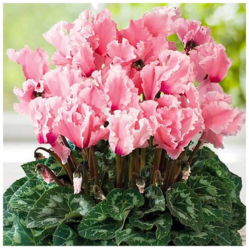 ���� ������ ��������� �������� ���������� �������, 5 ��, ������ �� 408 ���