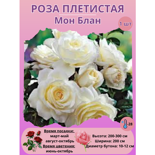 ���� ���� ��������� ��� ����, ����������� �����, ������ �� 450 ���